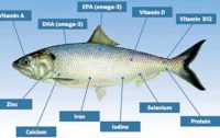 alt="Nutritional value of fish"